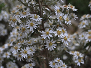 Vivers Càrex - Olearia scilloniensis